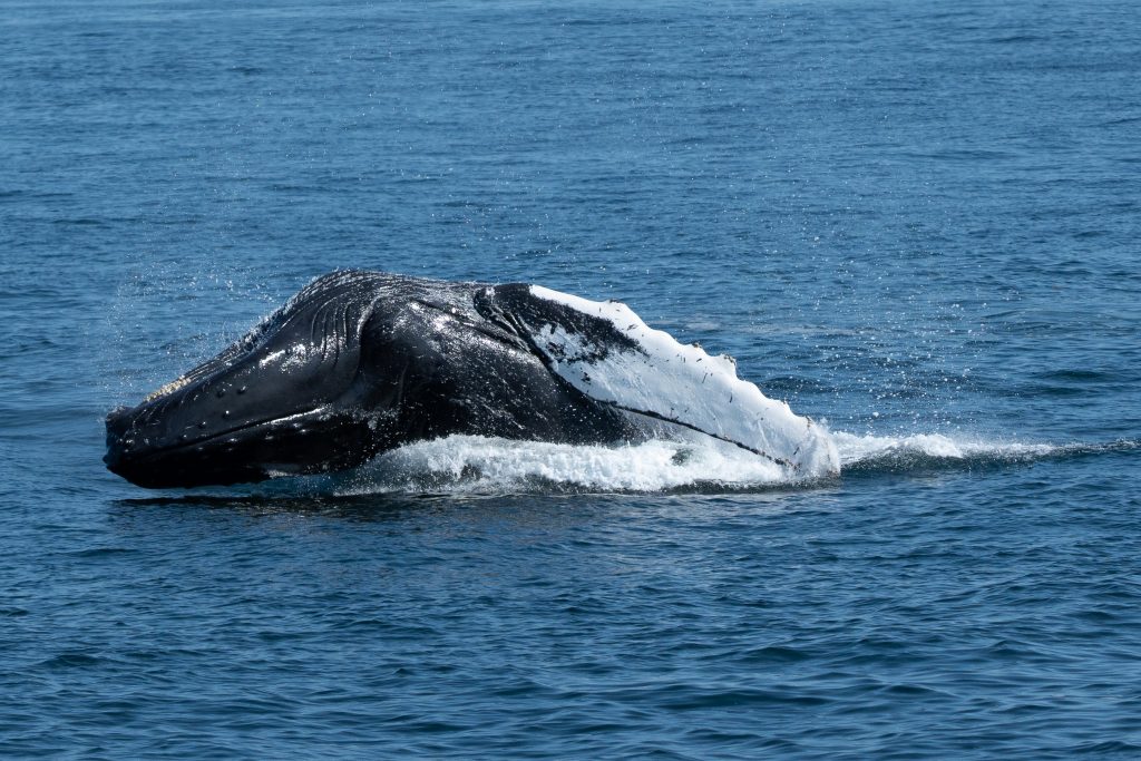 Buckelwal schlägt aufs Wasser