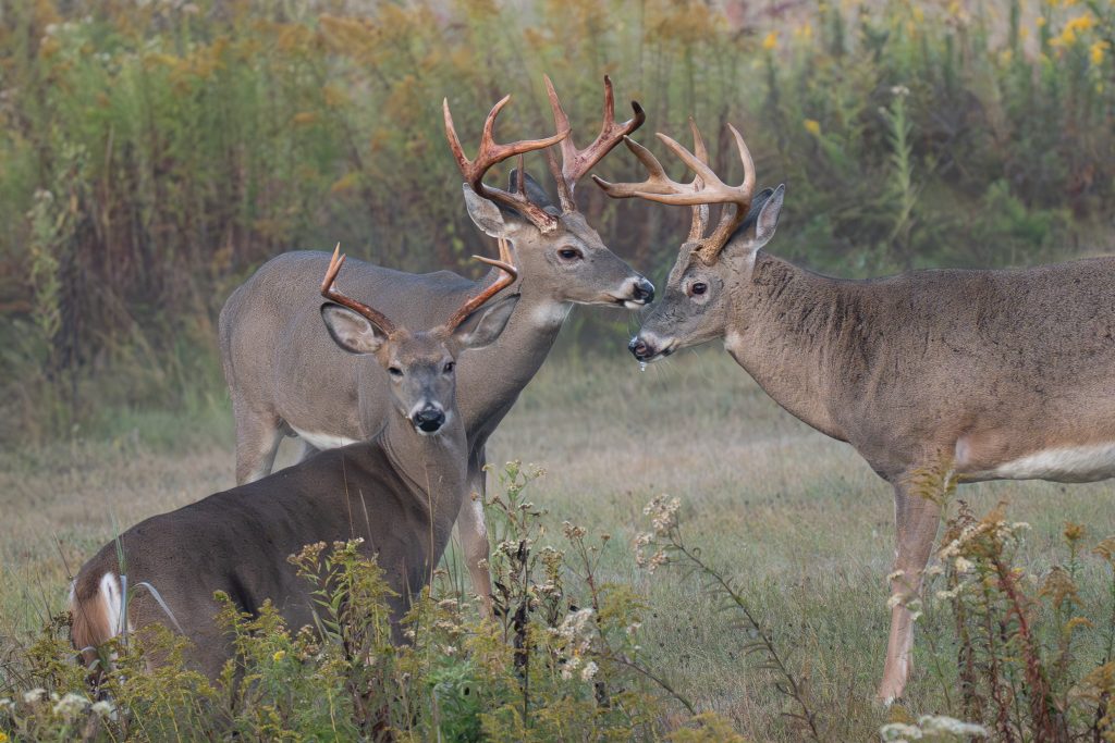 Hirsche in der Brunft