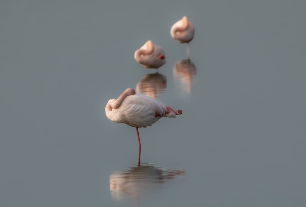 Flamingos